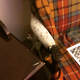 Illustration for article titled Cat update: Bonny is home!